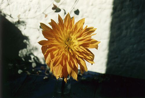 Blume